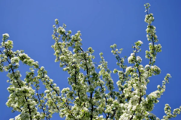 Красиві Квіти Весняної Ялинки — стокове фото