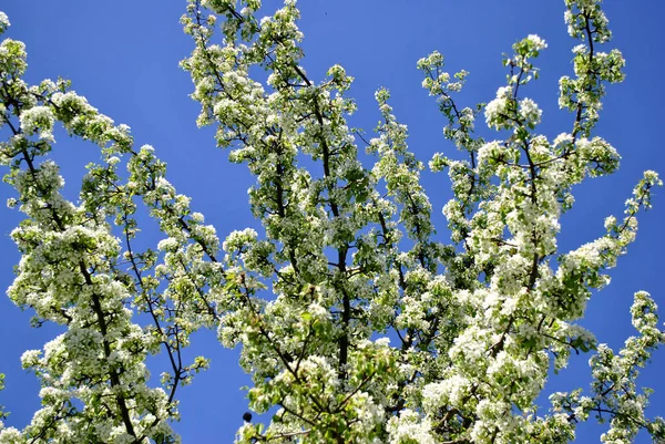 Весняні Квіти Дереві — стокове фото