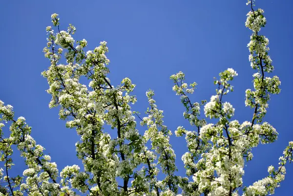 Mooie Lentebloeiende Boom Tuin — Stockfoto