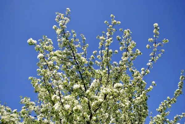Bloeiende Witte Bloemen Tuin — Stockfoto