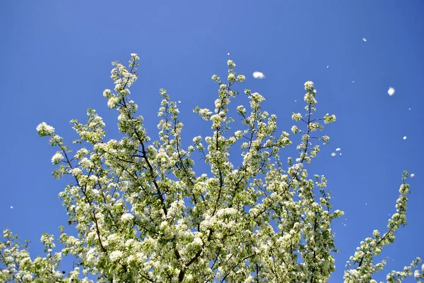 Beautiful Flowers Tree Garden — Stock Photo, Image