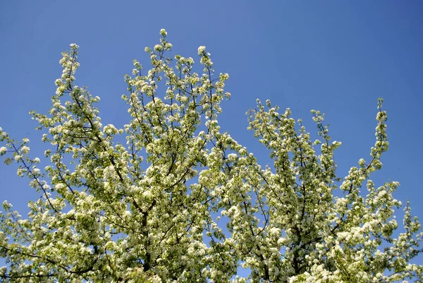 Красиві Квіти Яблуні Саду — стокове фото