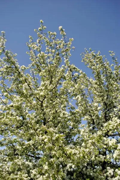 Красиві Весняні Квіти Фоні Дерева — стокове фото