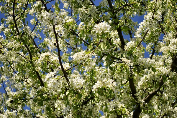Flores Primavera Árvore Maçã — Fotografia de Stock