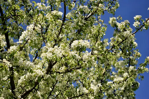 Spring Flowers Tree Garden — Stock Photo, Image