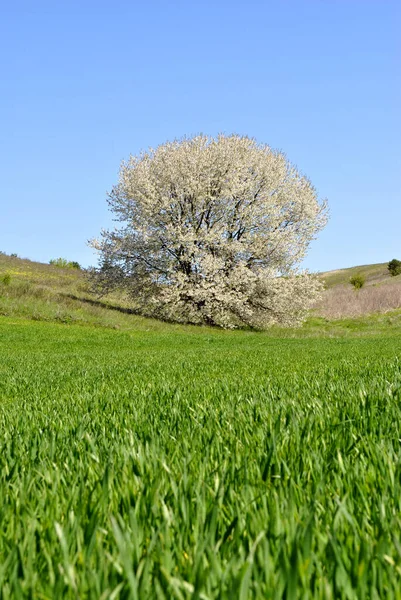 Wiosenny Krajobraz Drzewem Błękitnym Niebem — Zdjęcie stockowe