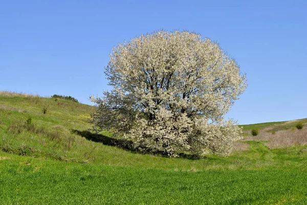 Весенний Пейзаж Деревом Голубым Небом — стоковое фото