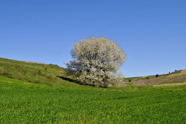 Beautiful Landscape Tree Background — Stock Photo, Image