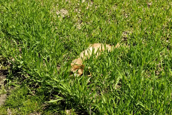 猫が草の上に横たわっています — ストック写真