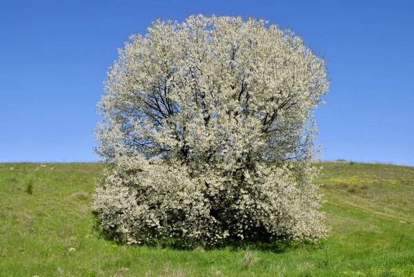 Paisagem Primavera Com Uma Árvore Céu Azul — Fotografia de Stock