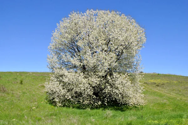 Paisagem Primavera Com Uma Árvore Céu Azul — Fotografia de Stock