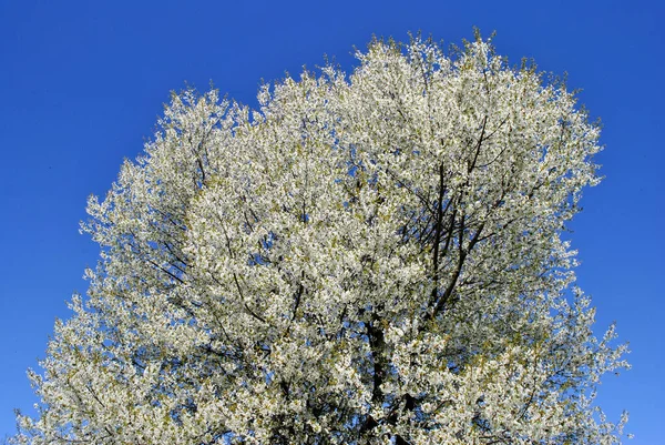 Άνοιξη Δέντρο Άσπρα Λουλούδια — Φωτογραφία Αρχείου