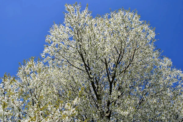 Wiosenne Kwiaty Drzewie — Zdjęcie stockowe