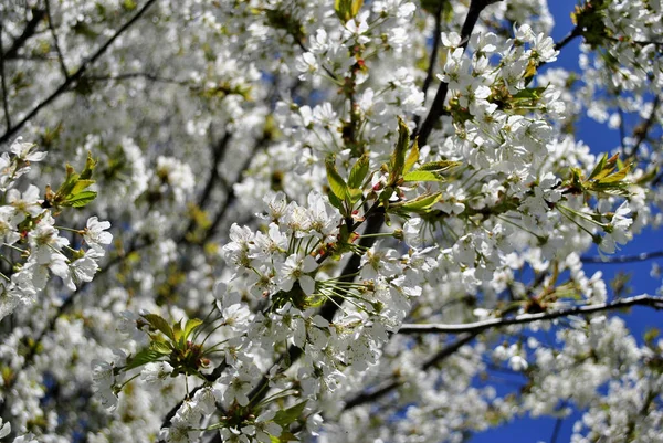 Kiraz Ağacının Bahar Çiçekleri — Stok fotoğraf