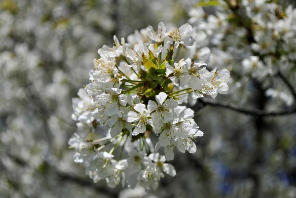 Białe Kwiaty Jabłoni Wiosną — Zdjęcie stockowe
