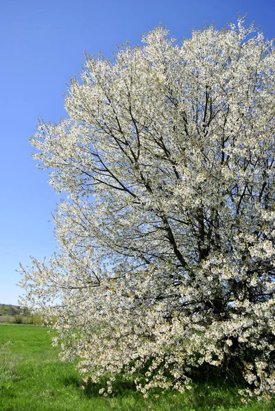 Lentebloeiende Bomen Tuin — Stockfoto