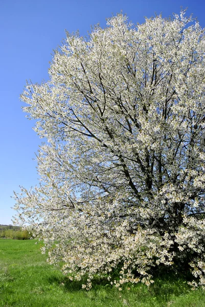Весняні Квітучі Дерева Парку — стокове фото