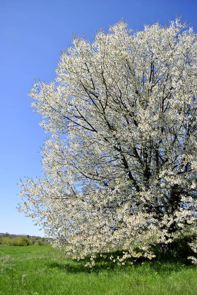 Spring Flowering Trees Garden — Stock Photo, Image