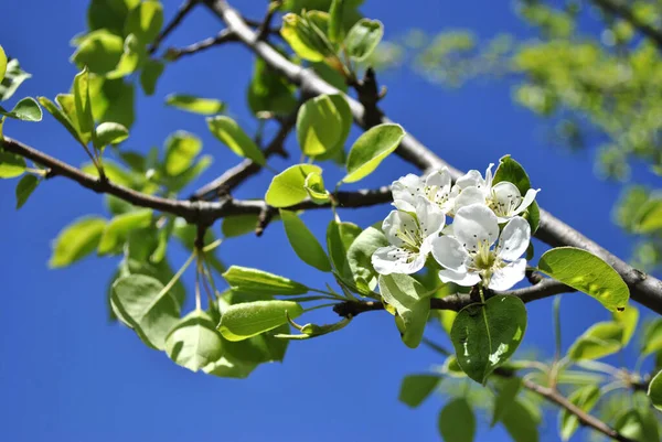 春のリンゴの木の美しい白い花 — ストック写真