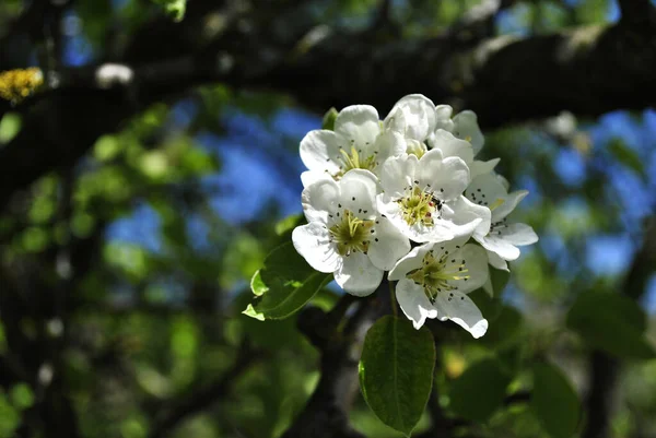 庭の美しい白い花 — ストック写真