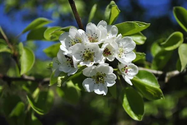 Weiße Blüten Des Apfelbaums Frühling — Stockfoto