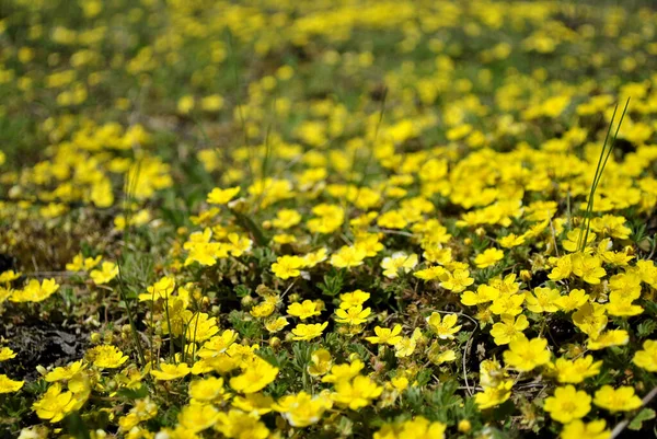 Flores Amarillas Campo —  Fotos de Stock