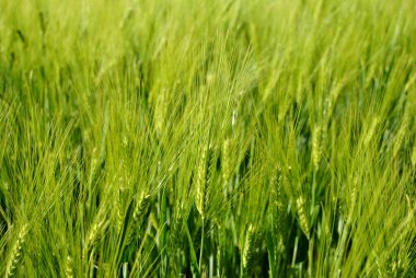 Yeşil pirinç tarlası arka planı 