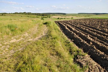 Genç otların olduğu tarla 