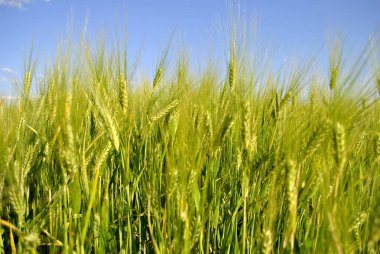 Güneşli bir günde yeşil buğday tarlası. 