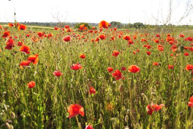 Yazın gelincik tarlası 