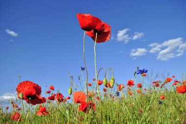Arka planda güzel gelincik çiçekleri 
