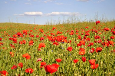 Kırmızı gelincikler tarlada 