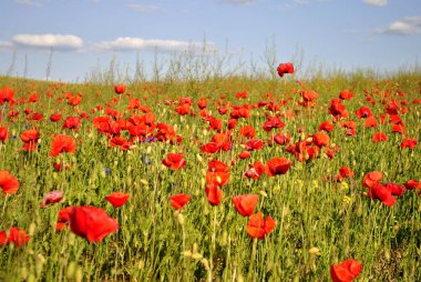 Mavi gökyüzünün arka planında kırmızı gelincikler olan alan. 