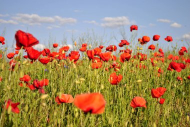yeşil çayır üzerinde kırmızı haşhaş 