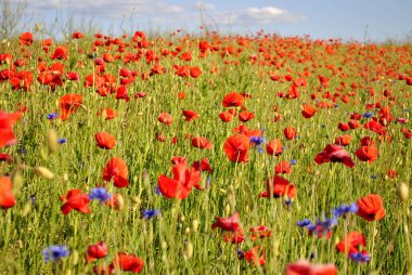 Kırmızı gelincikler tarlada. 