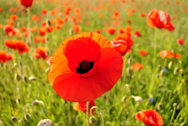 Beautiful Red Poppy Flower Field — Stock Photo, Image