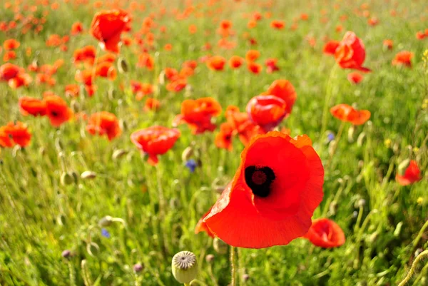 Beautiful Red Poppy Flowers — Stock Photo, Image
