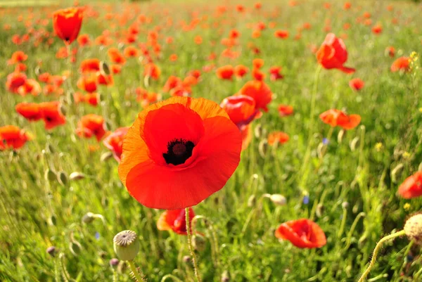 Red Poppy Flowers Field Morning — Stock Photo, Image