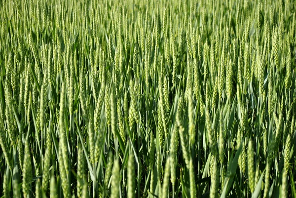 Wheat Field Summer Day — Stock Fotó