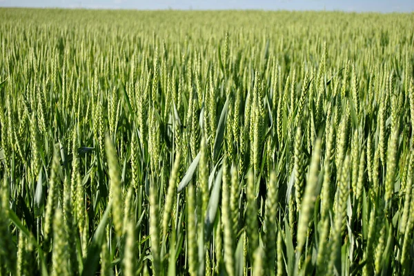 Yaz Gününde Yeşil Buğday Tarlası — Stok fotoğraf