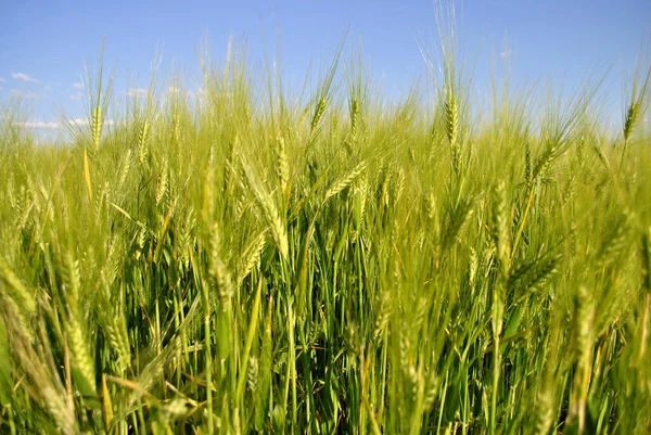 Buğday Tarlası Yeşil Doğa Tarım Geçmişi — Stok fotoğraf