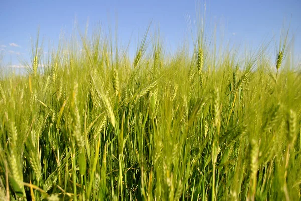 Kırsalda Yeşil Buğday Tarlası — Stok fotoğraf