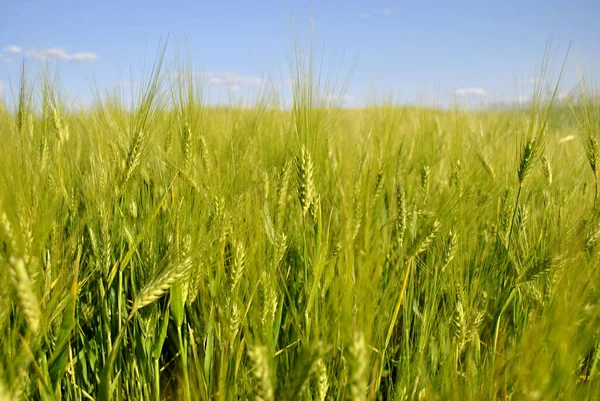 Buğday Tarlası Mavi Gökyüzü — Stok fotoğraf