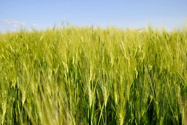 Güneşli Bir Günde Yeşil Buğday Tarlası — Stok fotoğraf
