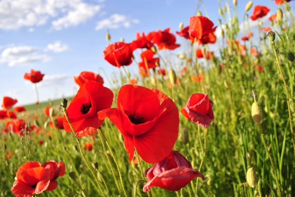 在草地上的红色罂粟花 — 图库照片