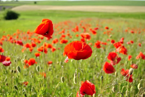 Beautiful Poppies Field — Stock Photo, Image
