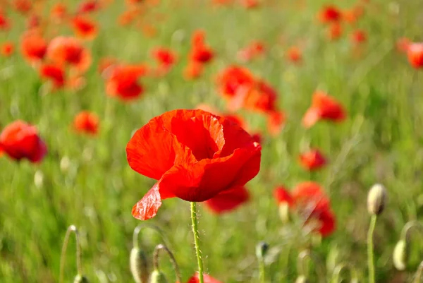 Red Poppies Green Field Spring — Stock Photo, Image