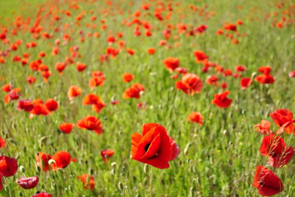 Beautiful Poppy Field Spring Day Natural Floral Background — Stock Photo, Image