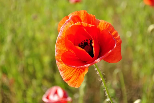 绿草上美丽的红罂粟 — 图库照片