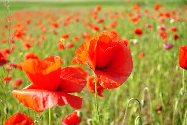 Piros Mák Virágok Zöld Mezőn — Stock Fotó